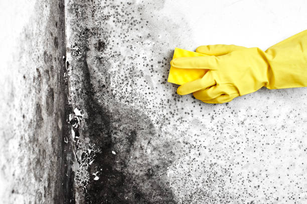 Best Real Estate Mold Inspection  in Orchard City, CO
