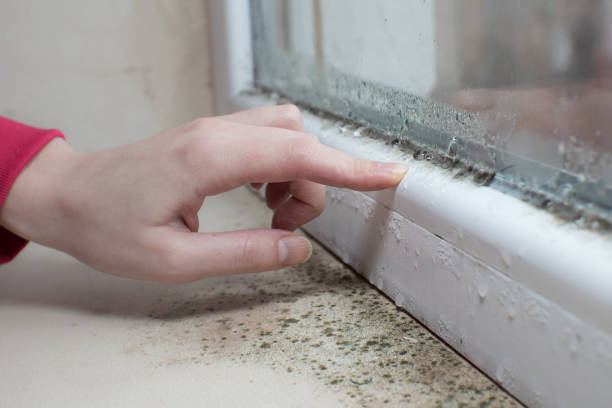 Best Mold Remediation for Rental Properties  in Orchard City, CO