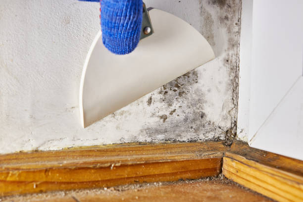 Best Emergency Mold Remediation  in Orchard City, CO