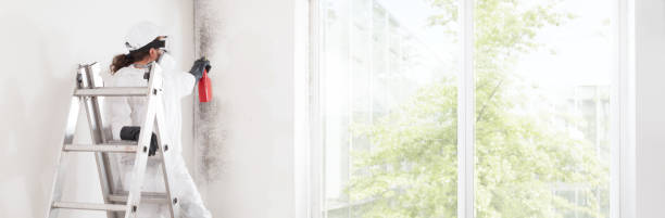Mold Odor Removal Services in Orchard City, CO